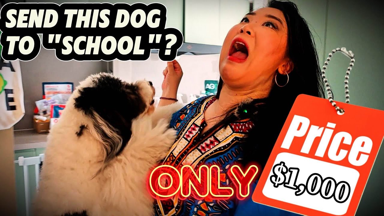 Dog spas, schools, swimming pools & buffet — "Furry kids" fuel China's pet economy