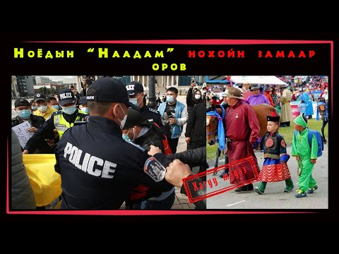 Видео: Хүний зэрэглэлийн нохойн хоол: Энэ нь дээр үү?