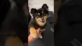 A Thursday as a House Call Pet Groomer | 3 Appointments