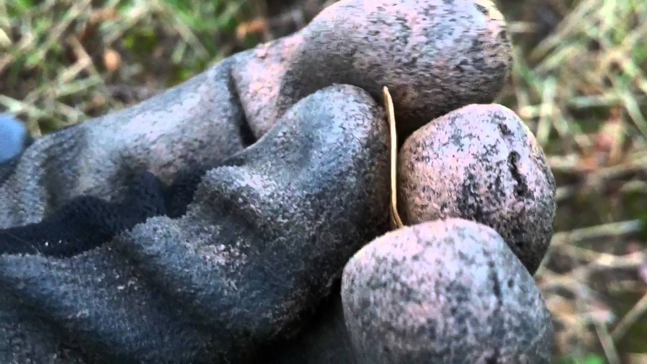 Metal Detecting Liverpool UK81,gold coin & scottish hammered YouTube