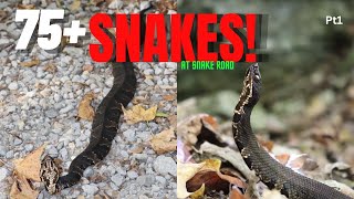 Finding Over 75 Snakes at Snake Road in Southern Illinois! Herping 2023!