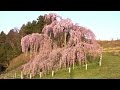 日本三大桜 ( 三春滝桜 / 根尾谷淡墨桜 / 山高神代桜 ) [HD]