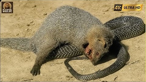King Cobra vs Mongoose | The Legendary Battle of the Indian Jungle