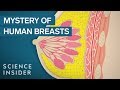 Why Human Breasts Are Unique