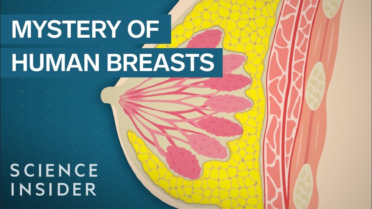 Humans breasts are unique to humans forecast Humans breasts are unique to humans recommend