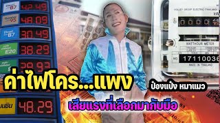 ค่าไฟโคตรแพง ป๋องแป๋ง หมาแมว