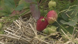 Farmers in Northeast Ohio face drought concerns