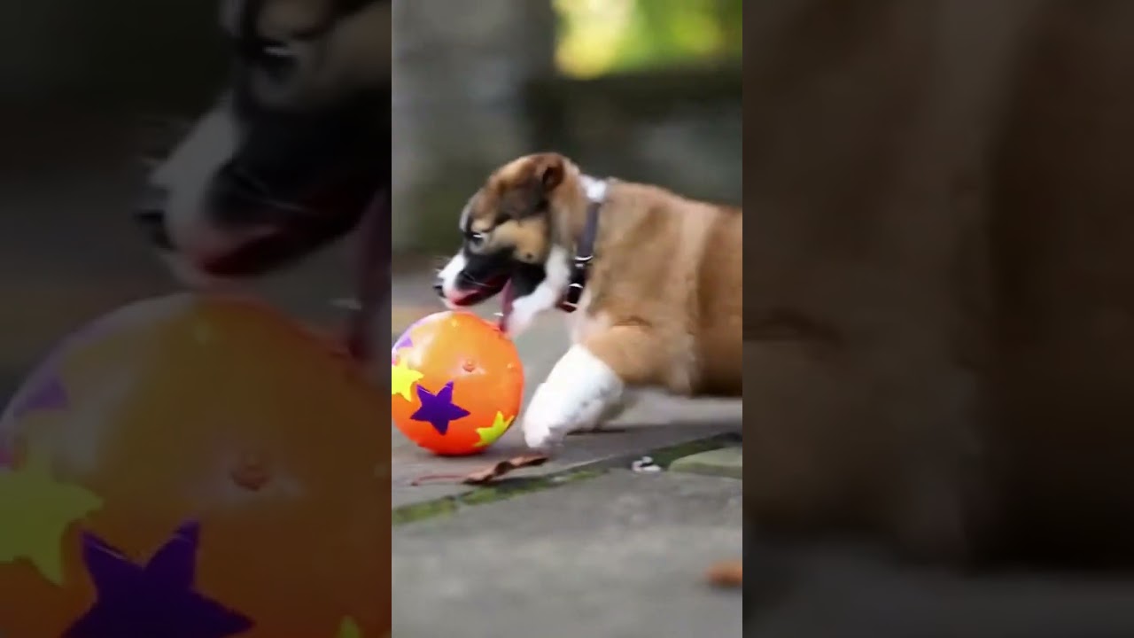 cute puppy playing video Watch this playful ball chase 