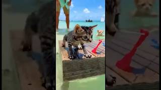 Kittens Sprint Into Ocean Like Trained Olympians #shorts #cats #challenge