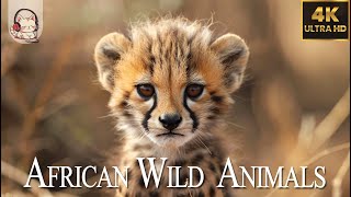 AFRICAN WILD ANIMALS 4K(60FPS)  Amazing World Of Wildlife Relaxation Film & Birdsong ♫