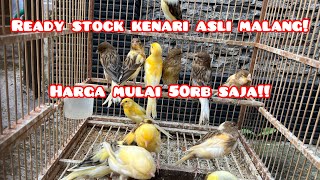 Ready stock kenari asli malang!! Harga mulai 50rb saja!! #grosirkenarimalang