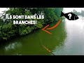 Les gros poissons etaient sous les branches 