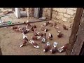 бакинские голуби