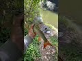 Рибалка на річці Горинь 26.08.25 #fishing
