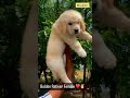 Golden retriever puppies available #goldenretriever #puppies  #trending #youtubeshorts #mrjunior