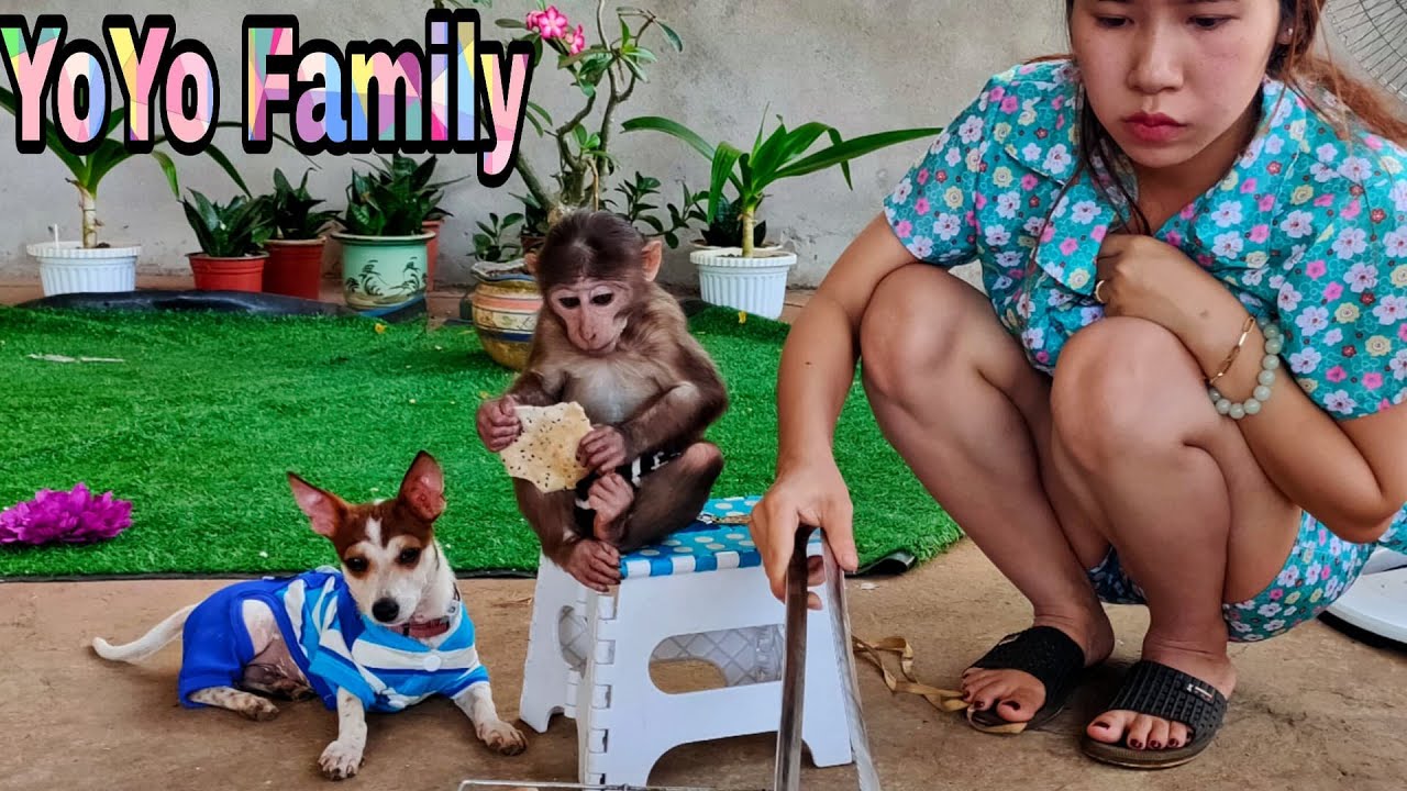 Roast sweet potatoes for Monkey YoYo JR to eat|Baby Monkey|Family YoYo|