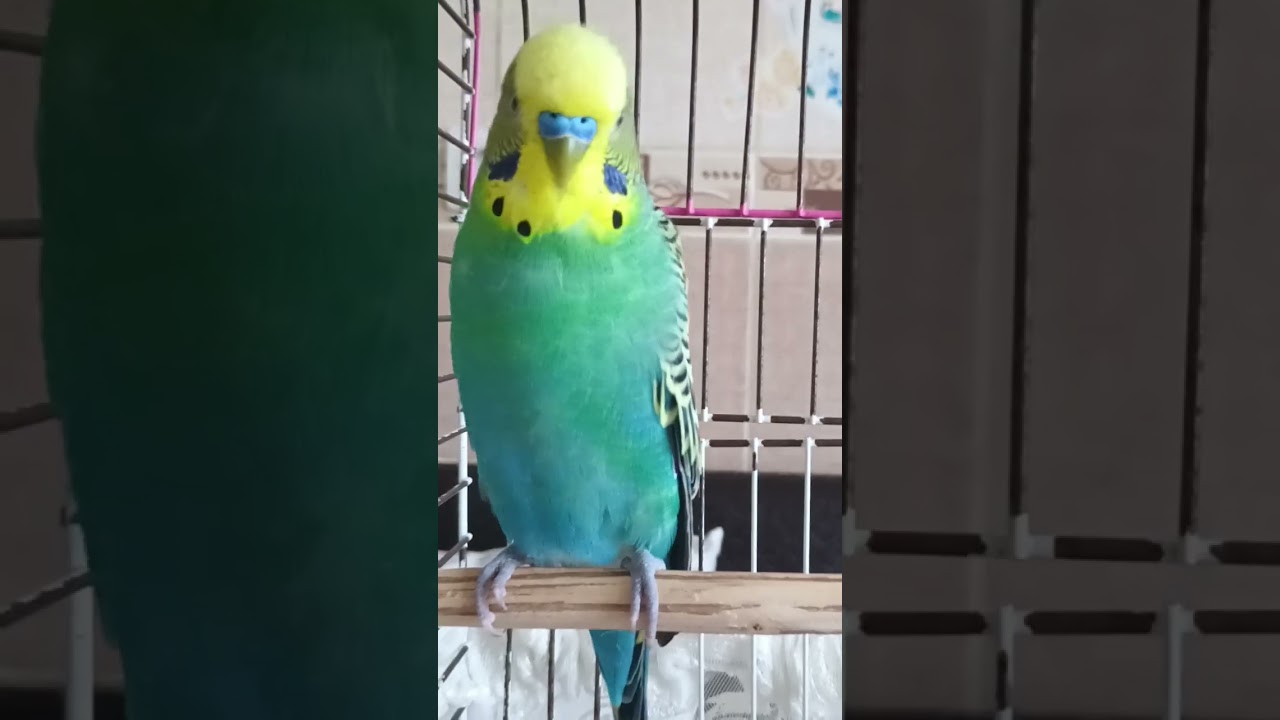 Dinlet Mutlu Olsun #muhabbetkuşufıstık #muhabbetkusu #muhabbetkuslari #kuslar #parrot #birds
