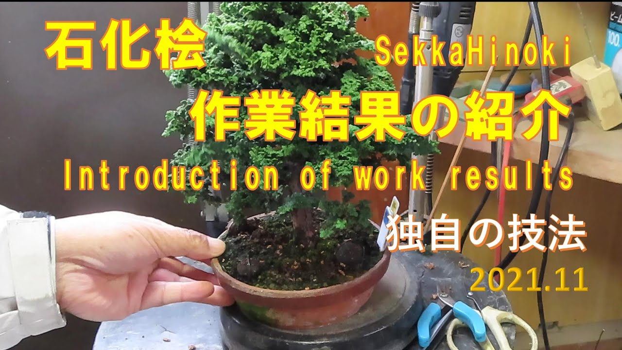 今日も盆栽日和 石化桧♯20 成長記2021.11 - YouTube