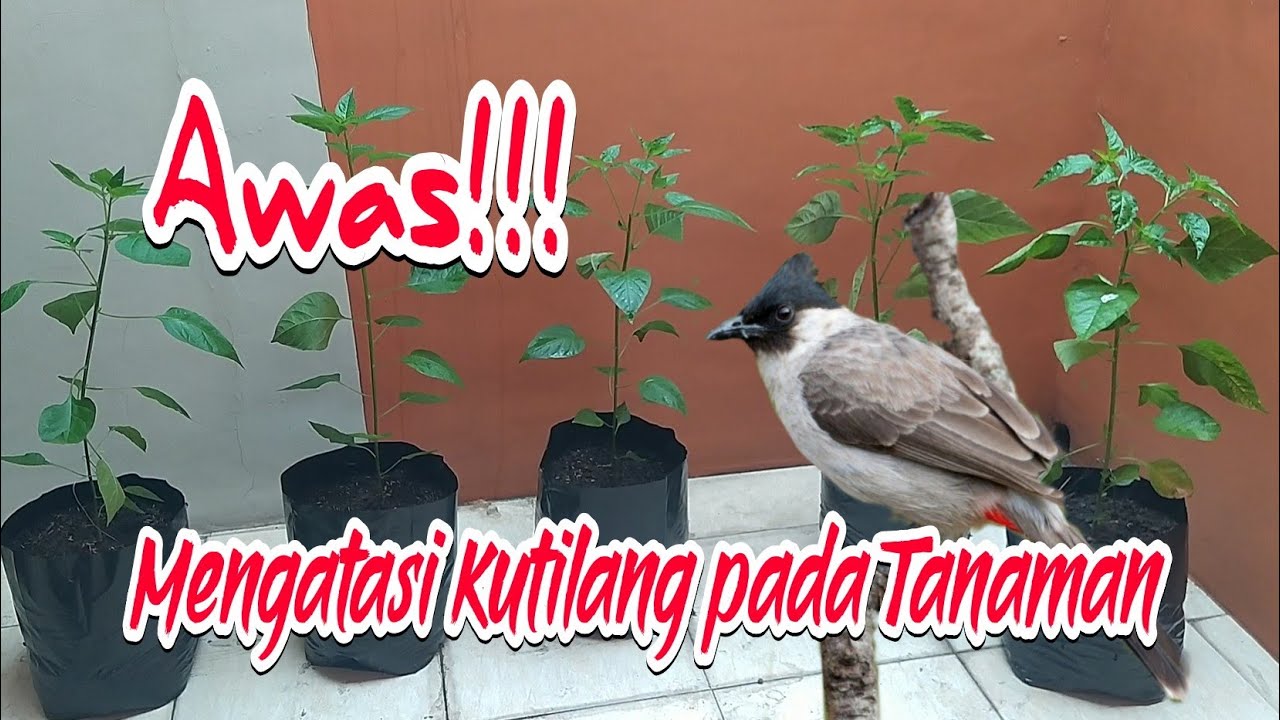 Lampu Pengganti Sinar Matahari Part 1 || Mengatasi Kutilang Pada