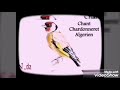 Chant Chardonneret Dressage Et Plaisirتْغًرَيَدِ (سكيكدة _سِلُا _سوق أهراس)
