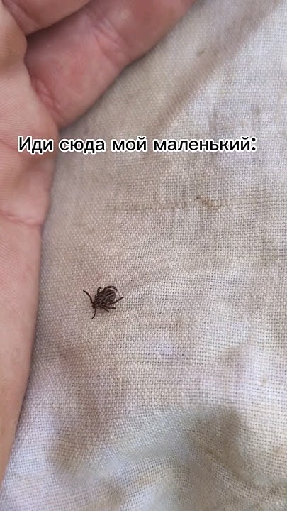 Осторожно клещи! - YouTube