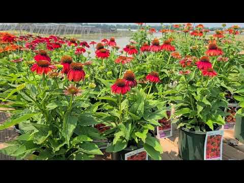Video: Jenis Tumbuhan Echinacea: Apakah Beberapa Varieti Bunga Kon yang Popular