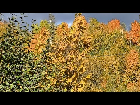 приємного спілкування друзі