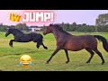 Queen👑Uniek the jumping horse!🤣 Can a Friesian horse jump? | Friesian Horses