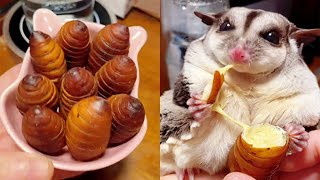 Cutest Sugar Glider Eating Bugs, Worms, Coconut Worms | ASMR Eating ❤️