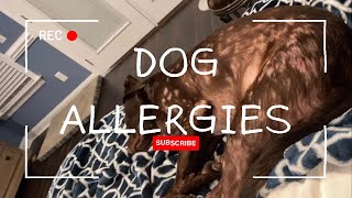 Checking a Labrador for Skin Infection #chocolatelabradorretriever #dogallergies by Rivers the Chocolate Lab 1,826 views 1 month ago 1 minute, 3 seconds