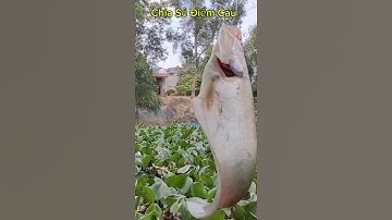 Câu Nhấp Câu Nhóng Cá Thác Lác