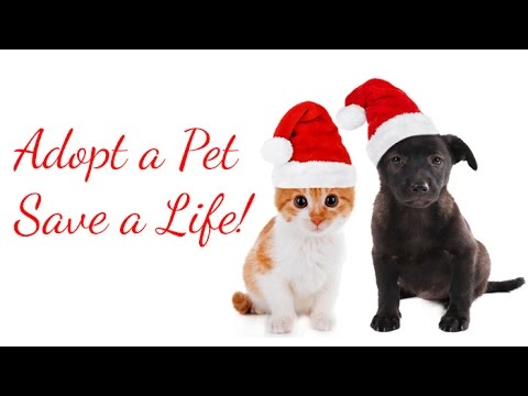 pet adoption