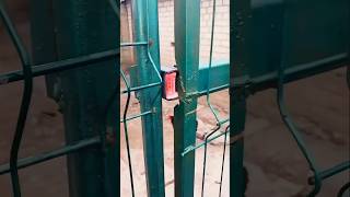 Chicken Escape Heist #shorts