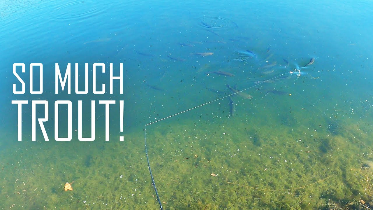 Easy Trout Fishing Limits At McAlpine Lake Using Flossy Spoon On Stock