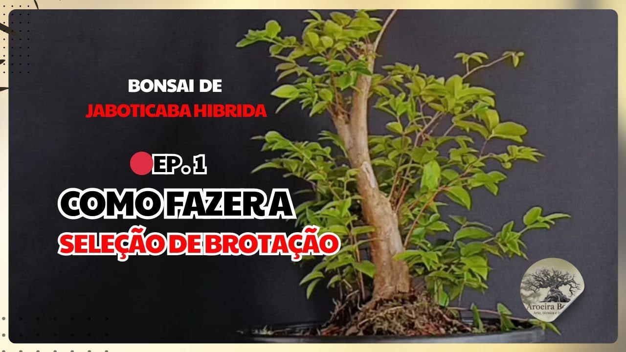 Passo a passo Bonsai de Jaboticaba.  EP. 1 - como fazer a seleção de brotação.