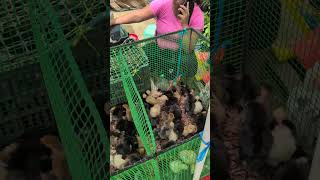 market day#Satipo#chicks#travel#retirement#solo#@mslouiseboswell-goldenyears