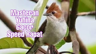 Masteran Yuhina Gacor Speed Rapat