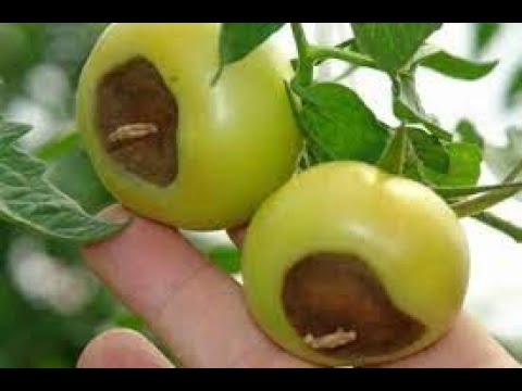 Video: Pomidor Çürüməsi Nədir - Pomidorda Göbələk Çürüməsinin Simptomlarının Müalicəsi