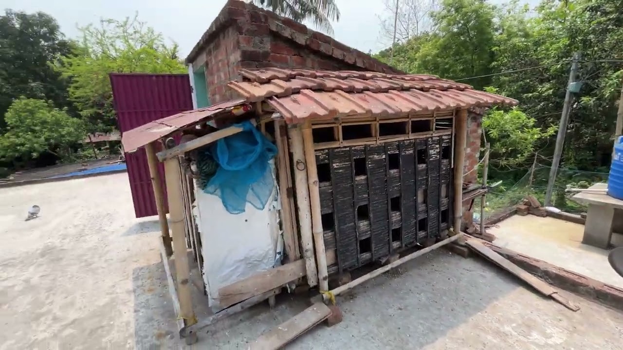 বিদেশি পায়রা নিয়ে আসলাম 🕊️🧿 #montuvlogs #pigeon #tranding #newpost #viwes #villa #viralvideo