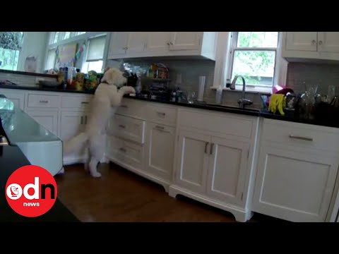 Ingenious dog exposed by CCTV as crafty cookie thief