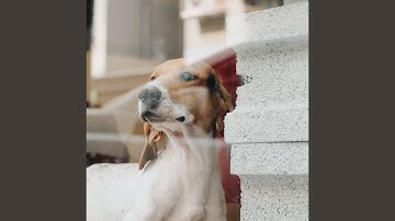 Pulsating Backdrops for Resting Dogs