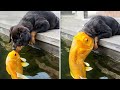 Try not to laugh  funny animalss 2024  pets island