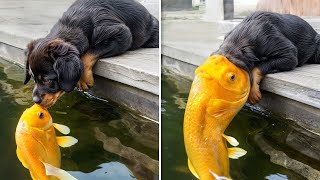 Try Not To Laugh 🤣- Funny Animals Videos 2024 | Pets Island