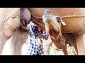 Camel Milking | Milk Taste drinking | Camel Baby | Village Life Farm India | Camel Ride