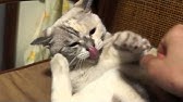 猫 蹴るまとめ Youtube 猫 蹴るまとめ Youtube