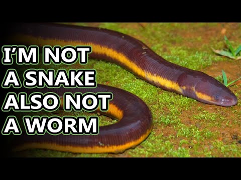 Caecilian facts: they&rsquo;re amphibians! | Animal Fact Files