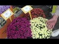Salon du chrysanthme et jeunes plants horticoles