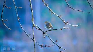 Robin | Bird |  Elster | Great Tit