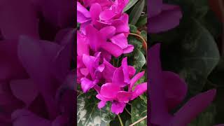 Цикламен цветок #shorts cyclamen