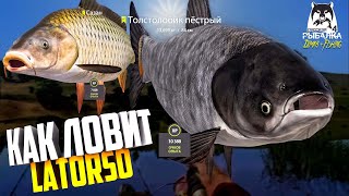 Русская рыбалка 4.🎣🦈 р. Сура 🐋🐋💦 КАК ЛОВИТ LATORSO 👀